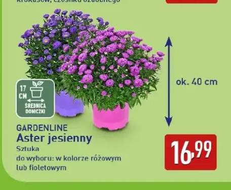 Aster jesienny różowy Gardenline