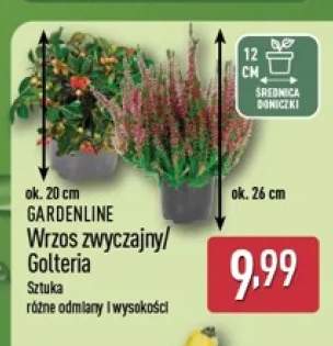 Wrzos zwyczajny Gardenline +1 wariant