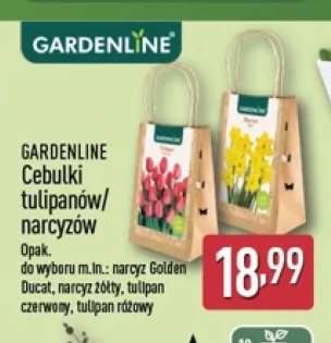 Cebulki narcyz Golden Ducat Gardenline +3 warianty