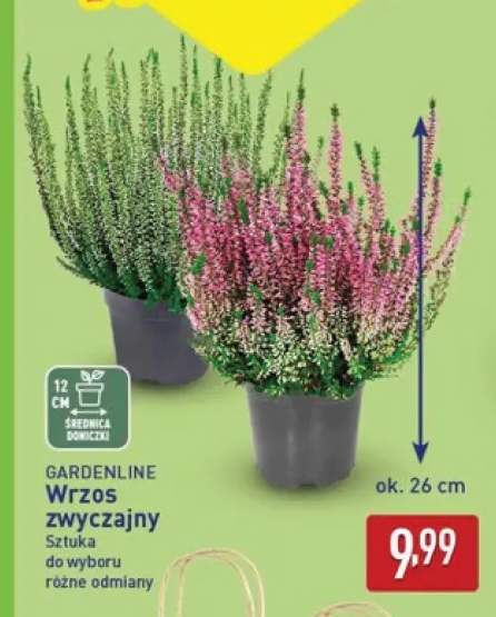 Wrzos zwyczajny Gardenline