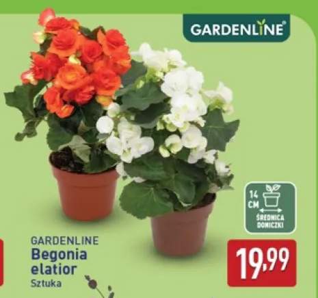 Begonia elatior Gardenline