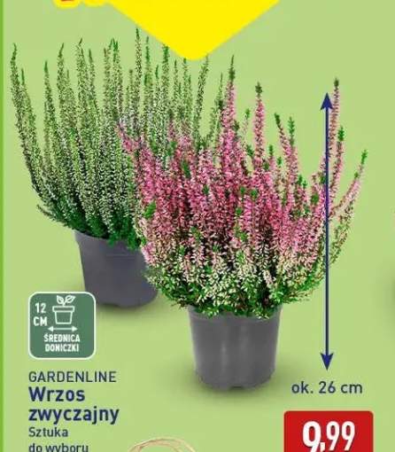 Wrzos zwyczajny Gardenline
