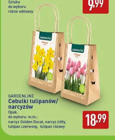Cebulki narcyz żółty Gardenline +3 warianty
