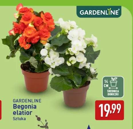 Begonia elatior Gardenline