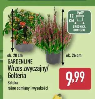Wrzos zwyczajny Gardenline +1 wariant