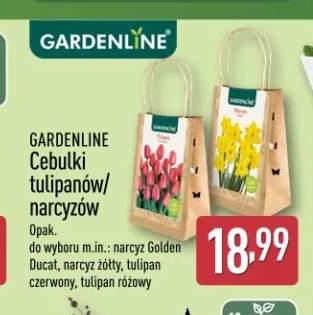 Cebulki narcyz Golden Ducat Gardenline +3 warianty
