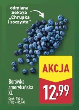 Borówka amerykańska XL
