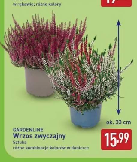 Wrzos zwyczajny Gardenline
