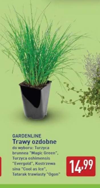 Trawy ozdobne Turzyca oshimensis Evergold Gardenline +3 warianty