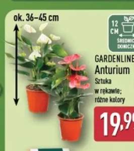 Anturium Gardenline