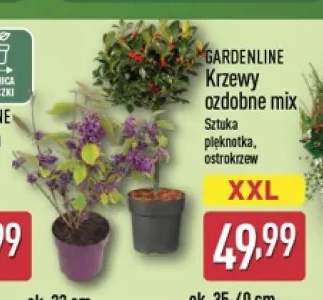 Krzew ozdobny ostrokrzew Gardenline +1 wariant
