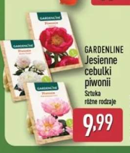 Jesienne cebulki piwonii Gardenline