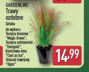 Trawa ozdobna Kostrzewa sina Cool as Ice Gardenline +3 warianty