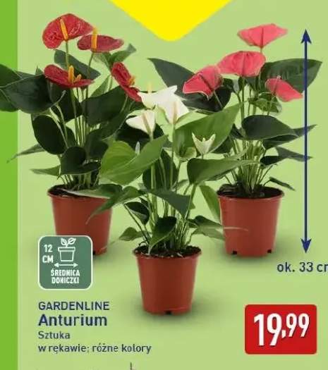 Anturium Gardenline