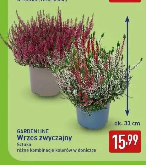 Wrzos zwyczajny Gardenline