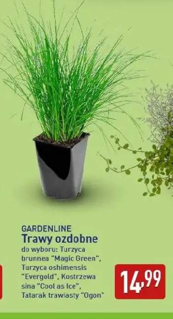 Trawa ozdobna Turzyca brunnea Magic Green Gardenline +3 warianty