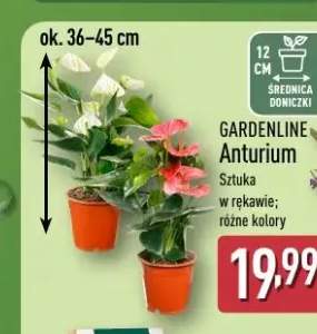Anturium Gardenline