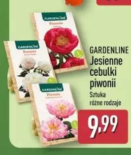 Jesienne cebulki piwonii Gardenline