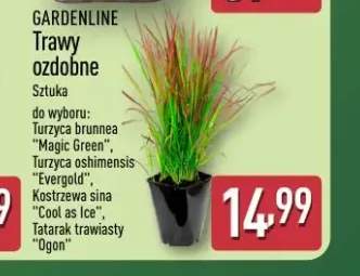 Trawy ozdobne Turzyca brunnea Magic Green Gardenline +3 warianty