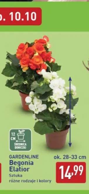 Begonia Elatior Gardenline