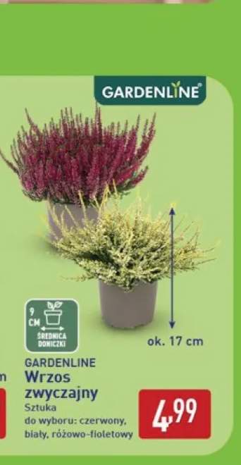 Wrzos zwyczajny Gardenline