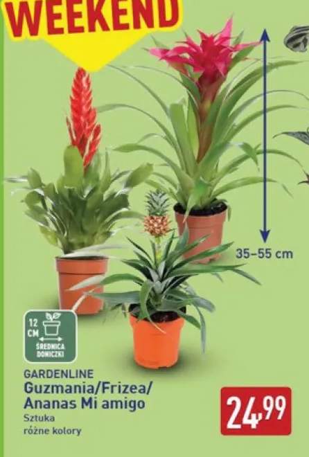Guzmania Gardenline +2 warianty