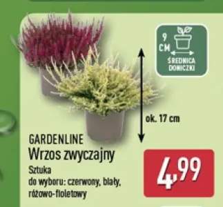 Wrzos zwyczajny Gardenline