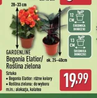 Begonia Elatior Gardenline +1 wariant