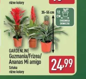 Guzmania Gardenline +2 warianty