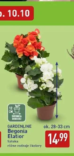 Begonia Elatior Gardenline