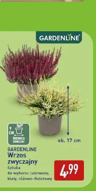 Wrzos zwyczajny Gardenline