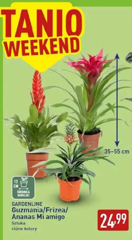 Guzmania Gardenline +2 warianty