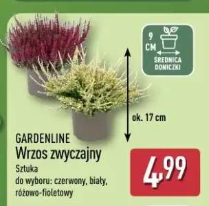 Wrzos zwyczajny Gardenline