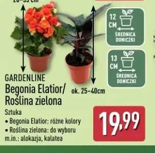 Begonia Elatior Gardenline +1 wariant