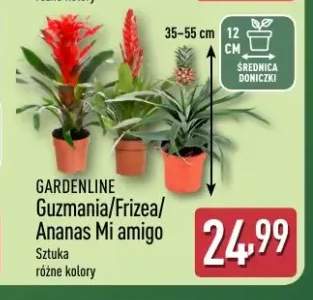 Guzmania Gardenline +2 warianty