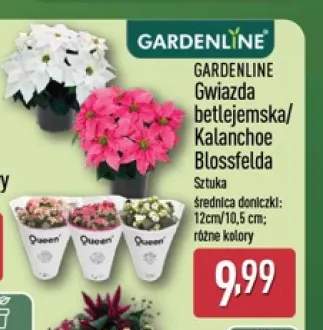 Gwiazda betlejemska Gardenline +1 wariant