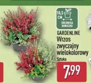 Wrzos zwyczajny wielokolorowy Gardenline