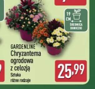 Chryzantema ogrodowa z celozją Gardenline
