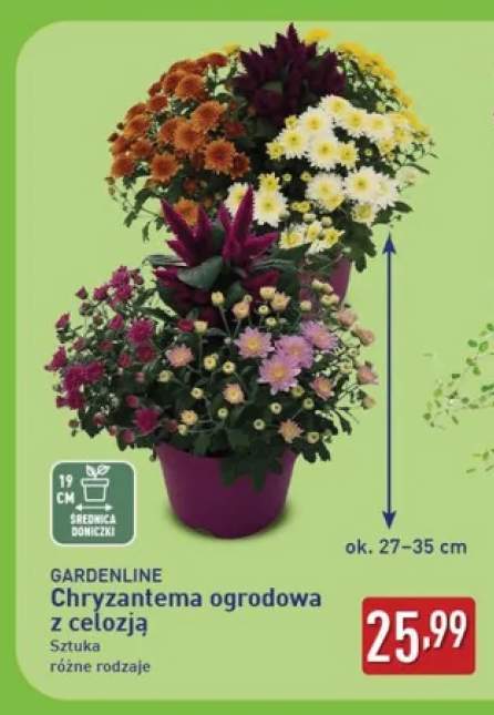 Chryzantema ogrodowa z celozją Gardenline