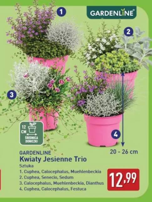 Kwiaty jesienne Trio Calocephalus Muehlenbeckia Dianthus Gardenline +3 warianty