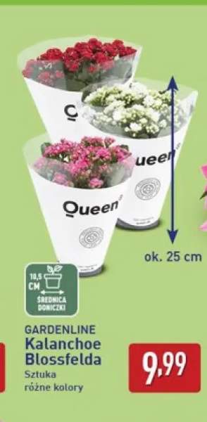 Kalanchoe Blossfelda Gardenline