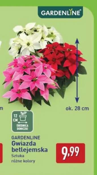 Gwiazda betlejemska Gardenline