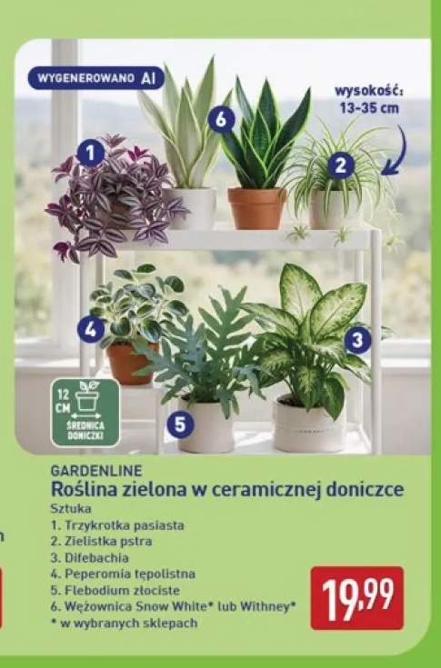 Roślina zielona w ceramicznej doniczce trzykrotka pasiasta Gardenline +6 wariantów