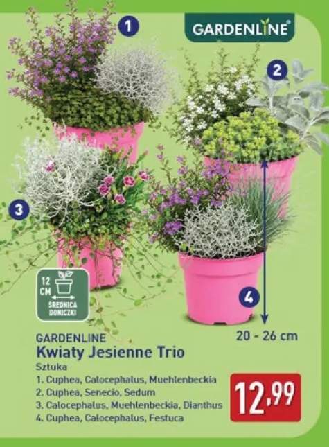 Kwiaty jesienne trio Cuphea, Calocephalus, Muehlenbeckia Gardenline +3 warianty