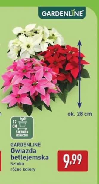 Gwiazda betlejemska Gardenline