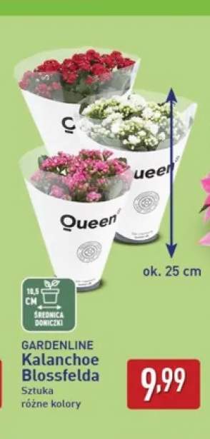 Kalanchoe Blossfelda Gardenline