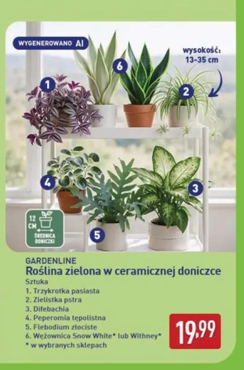 Roślina zielona w ceramicznej doniczce trzykrotka pasiasta Gardenline +6 wariantów