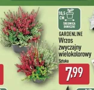 Wrzos zwyczajny wielokolorowy Gardenline