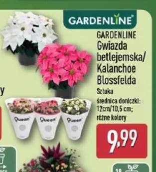 Gwiazda betlejemska Gardenline +1 wariant