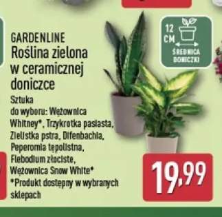 Roślina zielona w ceramicznej doniczce Wężownica Whitney Gardenline +6 wariantów